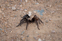 Brown Tarantula