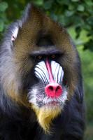 Fauna