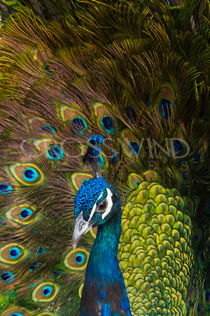 Peacock Finery